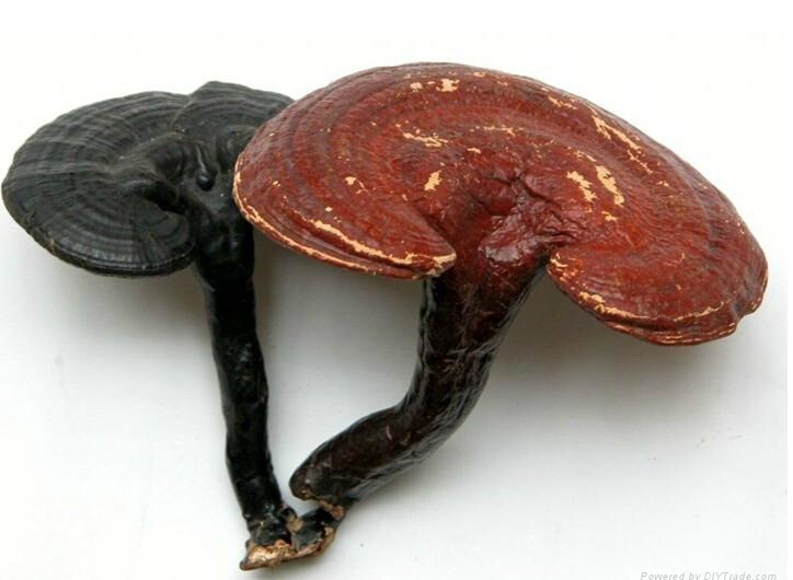 Ganoderma lu..